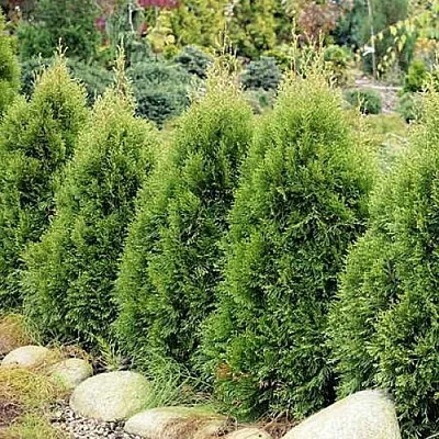 Туя СМАРАГД ВИТБОНТ западная в Уфе