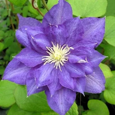 Клематис БЬЮТИ ОФ ВОЧЕСТЕР в Уфе