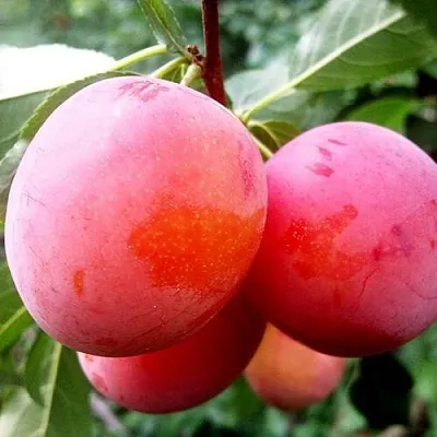 Слива КОМЕТА  Слива КОМЕТА в Уфе