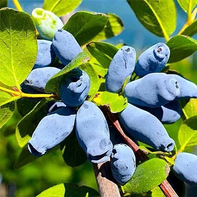 Жимолость съедобная АВРОРА  Жимолость съедобная АВРОРА в Уфе