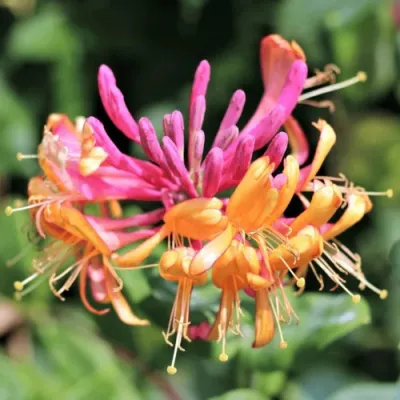 Жимолость ГЕКРОТА в Уфе