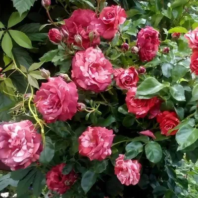 Саженцы роз БРАУНИ плетистая — описание сорта Саженцы роз БРАУНИ плетистая в Уфе