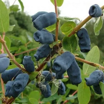 Жимолость съедобная ПУШКИНСКАЯ  Жимолость съедобная ПУШКИНСКАЯ в Уфе