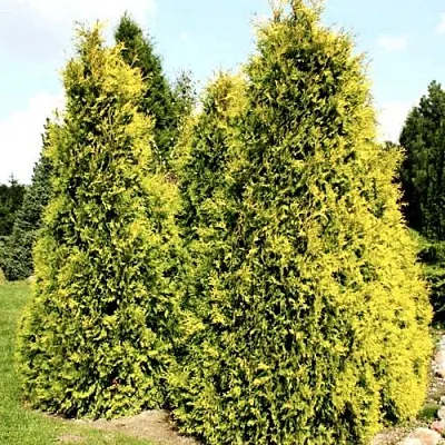 Туя САЛЛАНД западная в Уфе