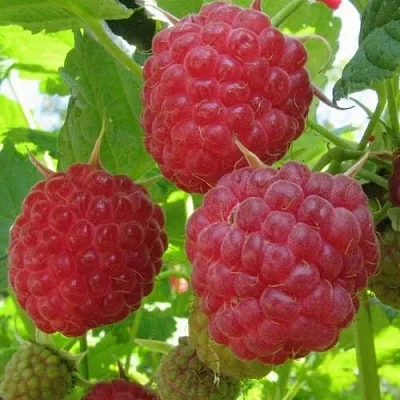 Малина НОВОСТЬ КУЗЬМИНА   Малина НОВОСТЬ КУЗЬМИНА  в Уфе