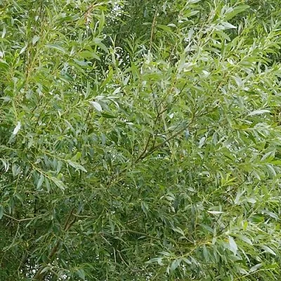 Ива ВИТЕЛЛИНА белая   Ива ВИТЕЛЛИНА белая  в Уфе