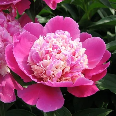 Пион КОРА СТАББС травянистый  Пион КОРА СТАББС травянистый в Уфе