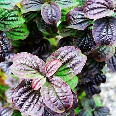 дерен КОМПРЕССА кроваво-красный  дерен КОМПРЕССА кроваво-красный в Уфе