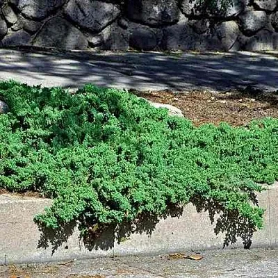 Можжевельник НАНА лежачий  Можжевельник НАНА лежачий в Уфе