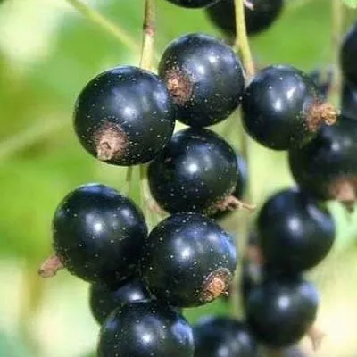 Смородина черная СТРЕЛЕЦ  Смородина черная СТРЕЛЕЦ в Уфе