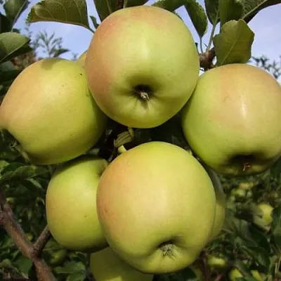 Яблоня СКИФСКОЕ ЗОЛОТО  Яблоня СКИФСКОЕ ЗОЛОТО в Уфе