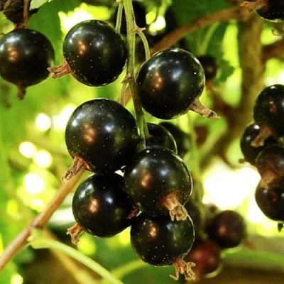 Смородина чёрная НАРА в Уфе