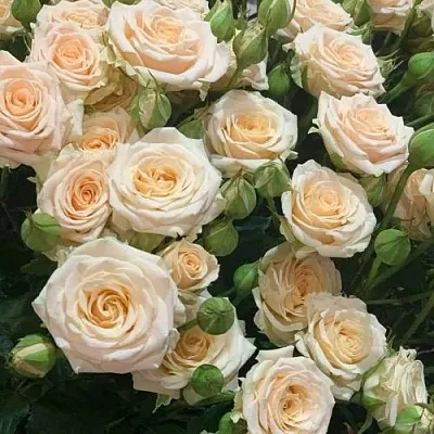 Саженцы роз ТАНЯ спрей  Саженцы роз ТАНЯ спрей в Уфе