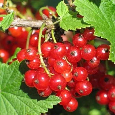 Смородина красная РАЧКОВСКАЯ  Смородина красная РАЧКОВСКАЯ в Уфе