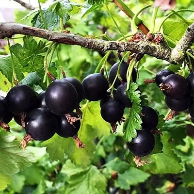 Йошта КРЫМСКАЯ  Йошта КРЫМСКАЯ в Уфе