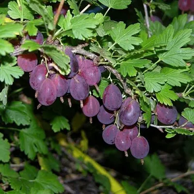 Крыжовник ГРУШЕНЬКА  Крыжовник ГРУШЕНЬКА в Уфе