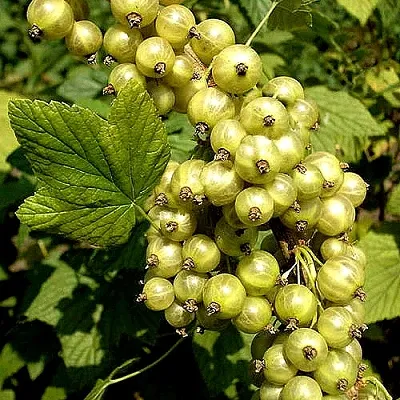 Смородина зеленоплодная СНЕЖНАЯ КОРОЛЕВА  Смородина зеленоплодная СНЕЖНАЯ КОРОЛЕВА в Уфе