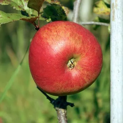 Яблоня ДЫЯМЕНТ в Уфе