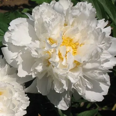 Пион БОУЛ ОФ КРИМ травянистый  Пион БОУЛ ОФ КРИМ травянистый в Уфе