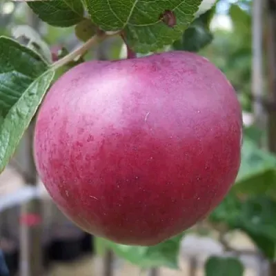 Яблоня НОРИС в Уфе