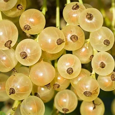 Смородина белая СМОЛЬЯНИНОВСКАЯ  Смородина белая СМОЛЬЯНИНОВСКАЯ в Уфе