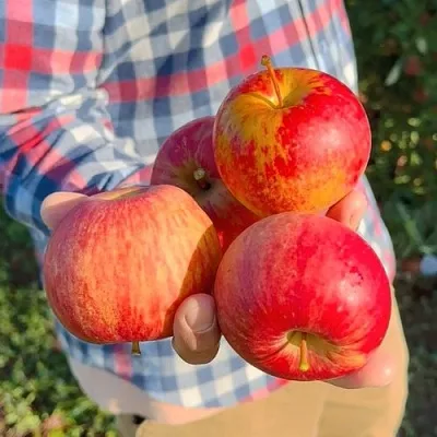 Яблоня КРАСАВИТА в Уфе