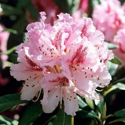 Рододендрон ЧИР  Рододендрон ЧИР в Уфе