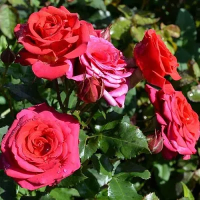 Саженцы роз МИРАБЕЛЬ спрей  Саженцы роз МИРАБЕЛЬ спрей в Уфе