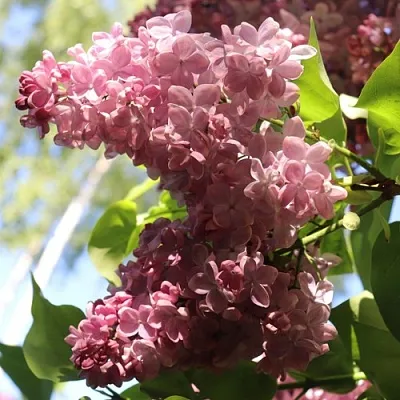 Сирень МЕДОВЫЙ СПАС  Сирень МЕДОВЫЙ СПАС в Уфе