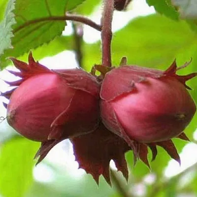 Фундук АЙВЕНГО в Уфе