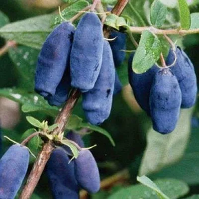 Жимолость съедобная ЛАЗУРНАЯ  Жимолость съедобная ЛАЗУРНАЯ в Уфе