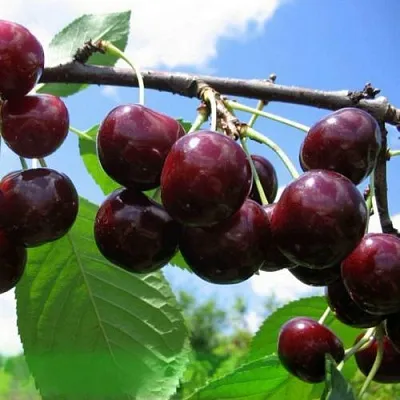 Дюк ЧУДО-ВИШНЯ  Дюк ЧУДО-ВИШНЯ в Уфе