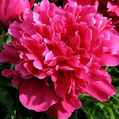 Пион ВИКТУАР ДЕ ЛА МАРН травянистый  Пион ВИКТУАР ДЕ ЛА МАРН травянистый в Уфе