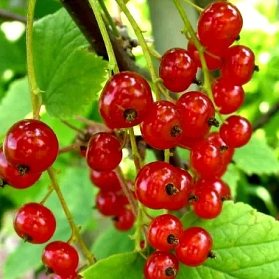 Смородина красная КОРАЛЛОВАЯ  Смородина красная КОРАЛЛОВАЯ в Уфе