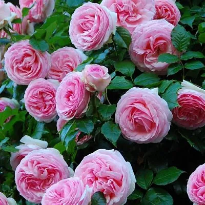 Саженцы роз ПЬЕР ДЕ РОНСАР плетистая  Саженцы роз ПЬЕР ДЕ РОНСАР плетистая в Уфе