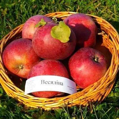 Яблоня ВЕСЯЛИНА в Уфе