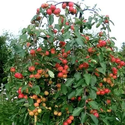 Яблоня ХЮВИНГИЕНЗИС декоративная в Уфе