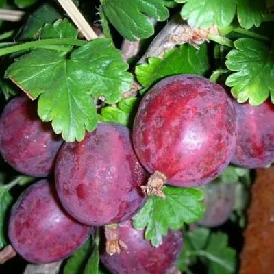 Крыжовник КОЛОБОК  Крыжовник КОЛОБОК в Уфе