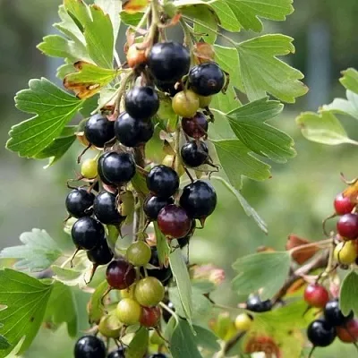 Смородина золотистая ПЛОТНОМЯСАЯ  Смородина золотистая ПЛОТНОМЯСАЯ в Уфе