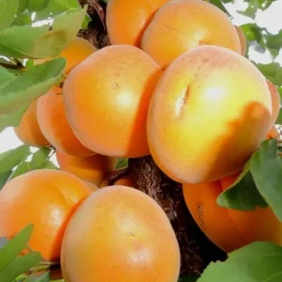 Абрикос ДЕСЕРТНЫЙ в Уфе