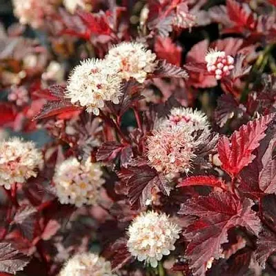 Пузыреплодник ЛЕДИ ИН РЕД  Пузыреплодник ЛЕДИ ИН РЕД в Уфе