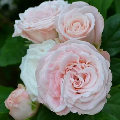 Саженцы роз БОМБАСТИК спрей  Саженцы роз БОМБАСТИК спрей в Уфе