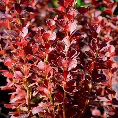 Барбарис ВУЛКАНО тунберга в Уфе