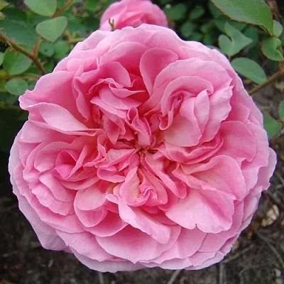 Саженцы роз ХАЙДИ ХОЛЛ английская  Саженцы роз ХАЙДИ ХОЛЛ английская в Уфе