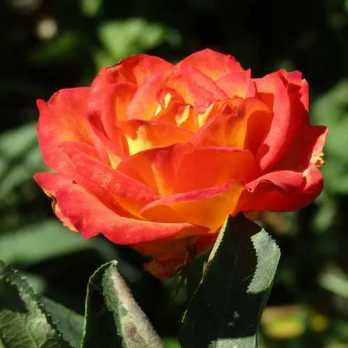 Роза ЛИНА чайно-гибридная  в Уфе