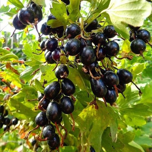 Смородина золотистая ОВАЛЬНАЯ в Уфе