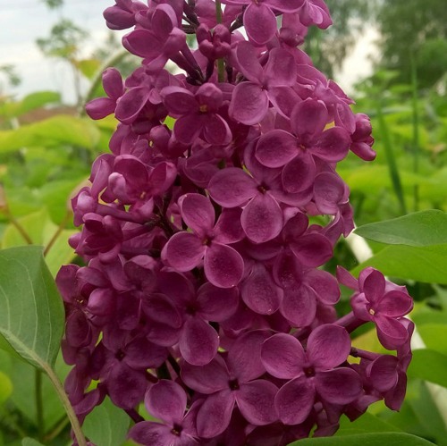 Сирень ИНДИЯ в Уфе