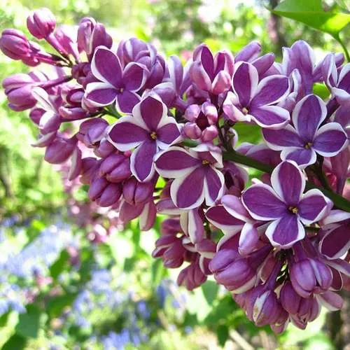 Сирень СЕНСАЦИЯ (привитая) в Уфе