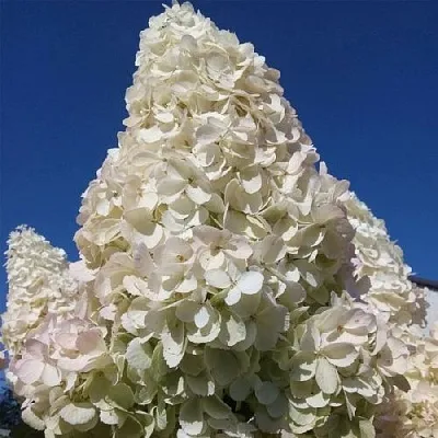 Белая в Уфе