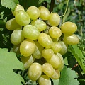 Виноград в Уфе